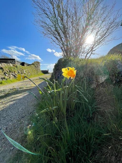 The Hut@Trefechan Wen - Coastal Coziness! Goodwick Екстер'єр фото
